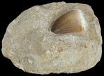 Mosasaur (Prognathodon) Tooth In Rock - Nice Tooth #60184-2